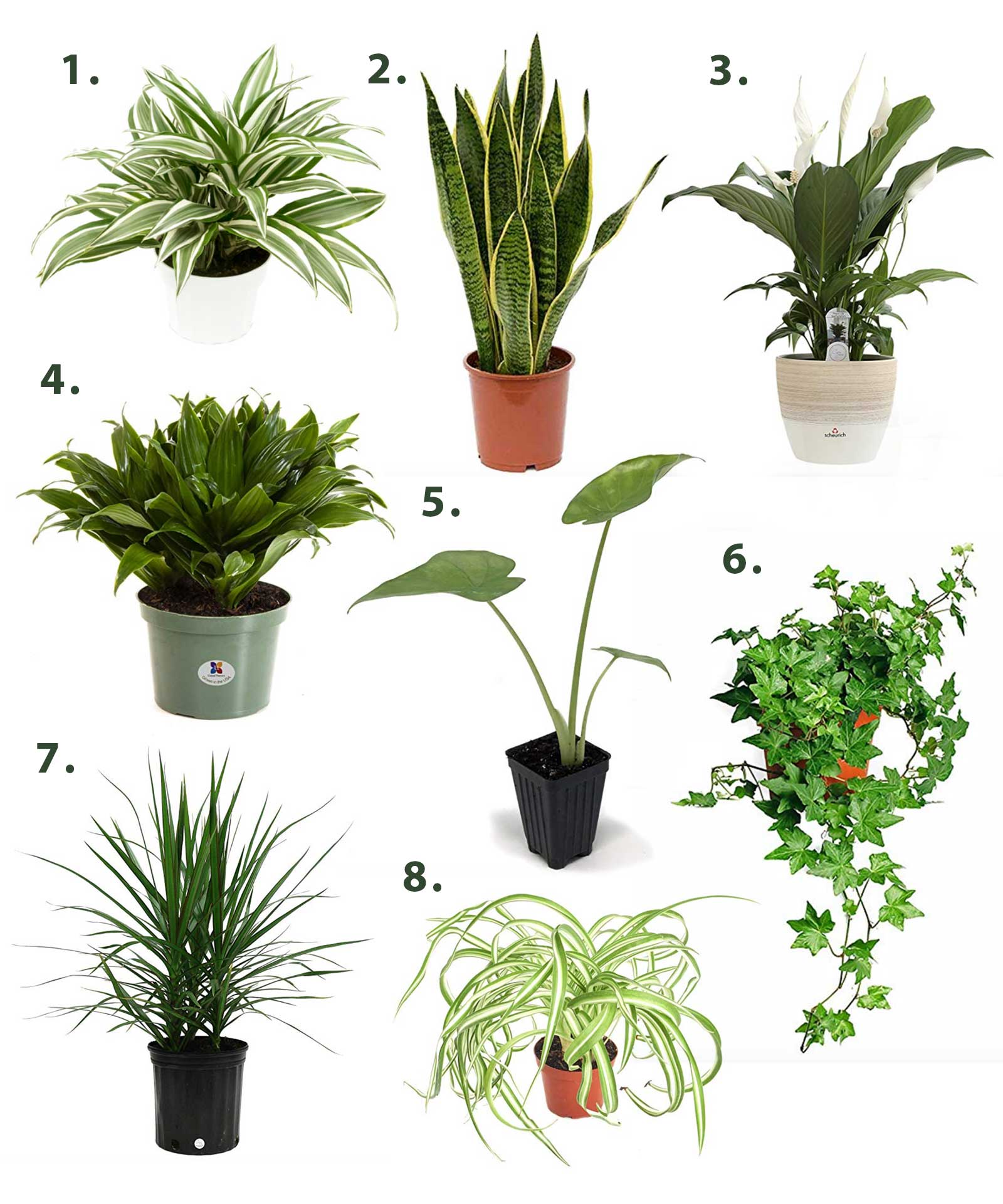Air purifying houseplant options